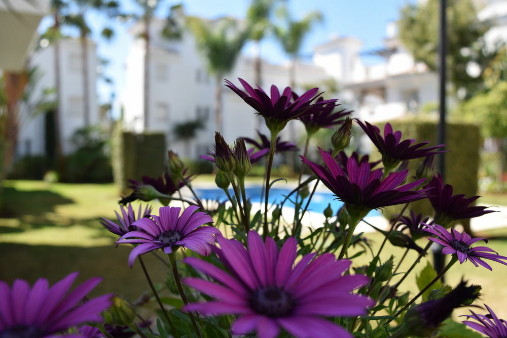 Apartamentos Y Casas Serinamar Marbella El Ángel 외부 사진